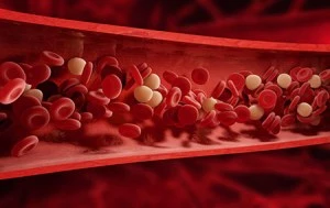 Ilustrační obrázek červených a bílých krvinek