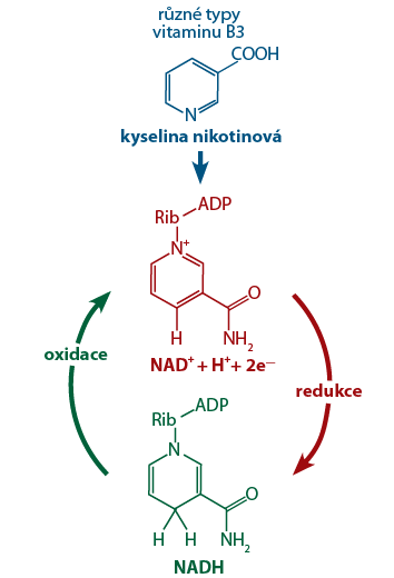 Chemický vzorec přeměny vitaminu B3 na dvě formy NAD, redukovanou NADH a oxidovanou NAD+.